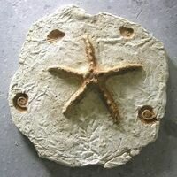 фреска из камня с выпуклым изображением морской звезды и оттисками ракушек подчеркивает морской стиль