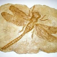 картина из камня с выпуклым изображением стрекозы - символом лета и быстроты