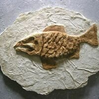 выпуклое изображение древней рыбы нанесено на каменную фреску